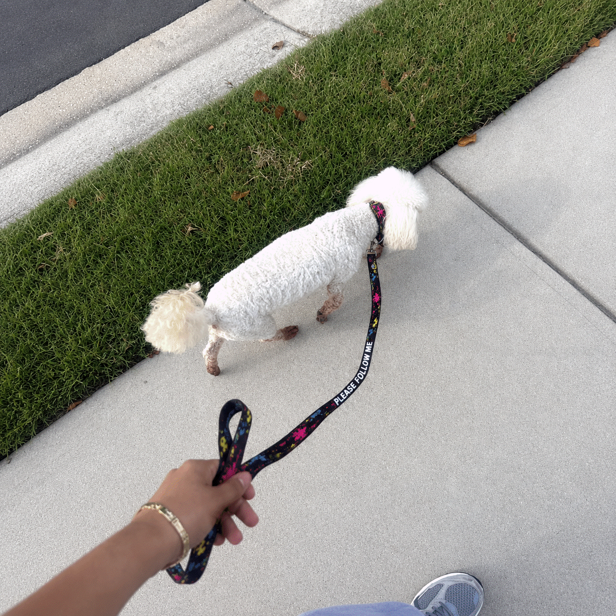 White dog on a leash being walked on a sidewalk next to grass
