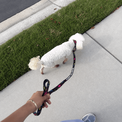 White dog on a leash being walked on a sidewalk next to grass