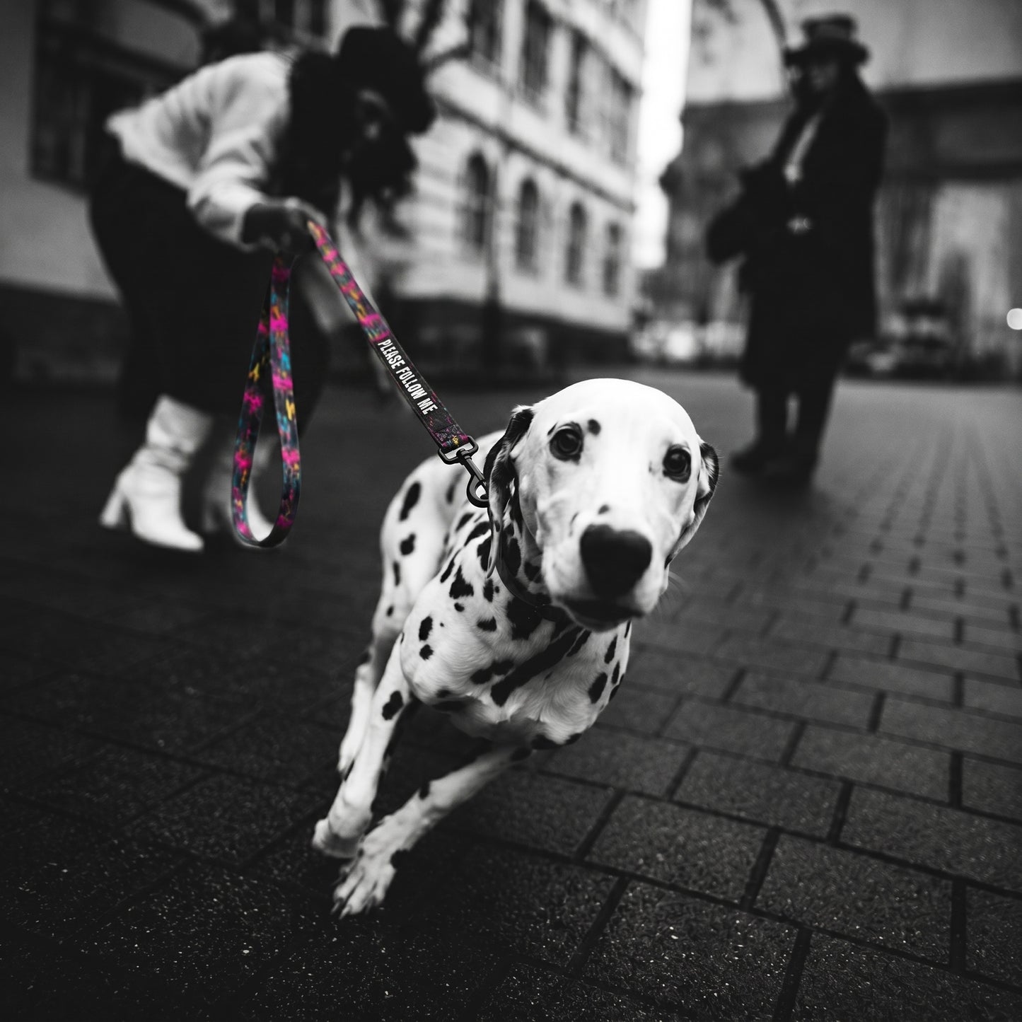 Dalmatian dog on a leash with a blurred background