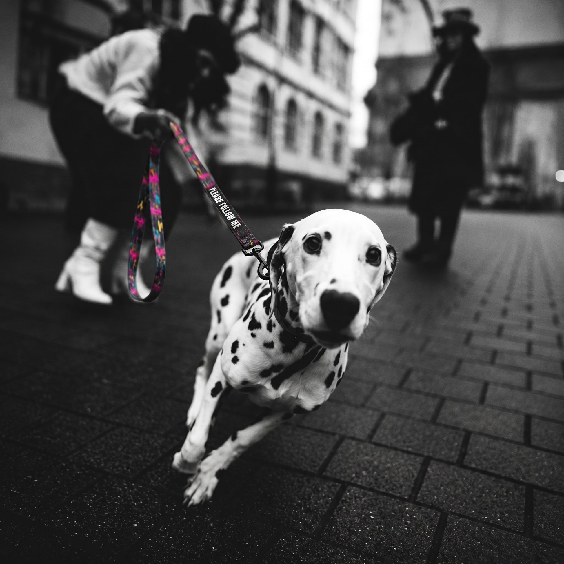 Dalmatian dog on a leash with a blurred background