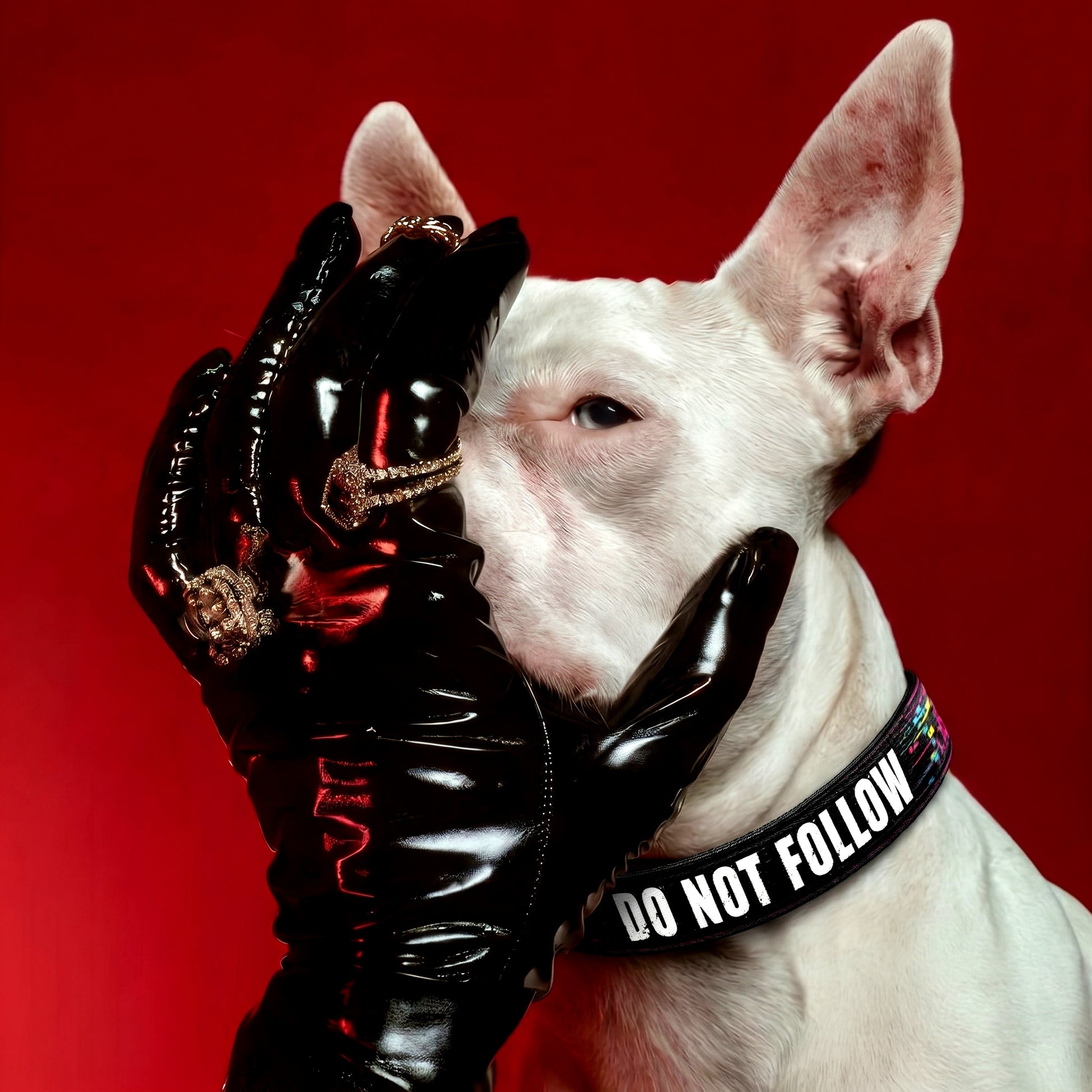 White dog wearing a 'Do Not Follow' collar with a black glove holding its ear against a red background