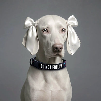 White dog with decorative bows on its ears wearing a black collar with 'DO NOT FOLLOW' text.