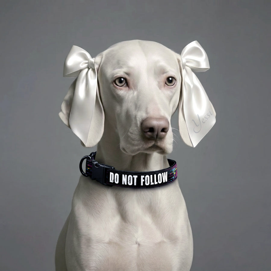 White dog with decorative bows on its ears wearing a black collar with 'DO NOT FOLLOW' text.