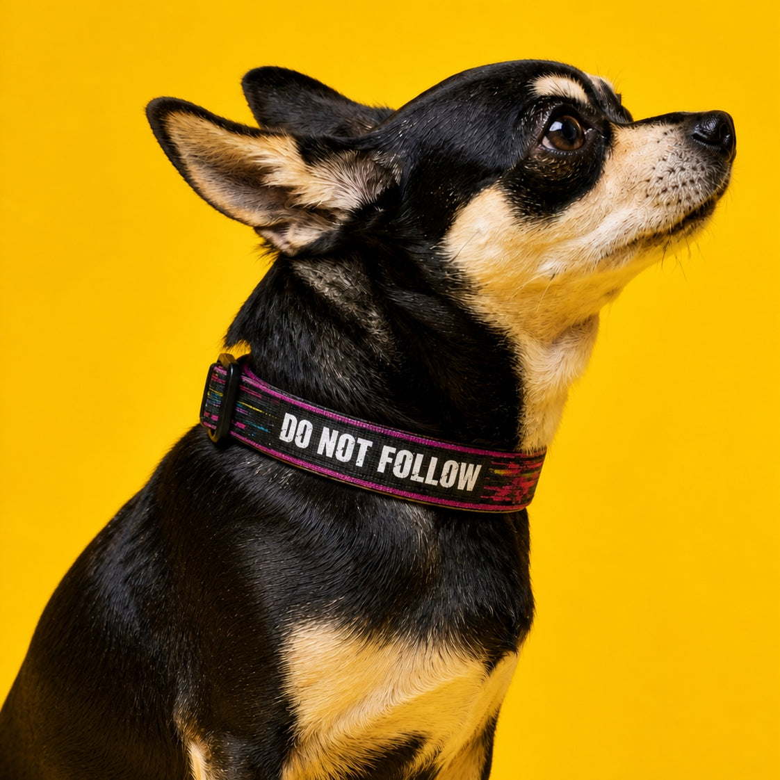 Dog wearing a collar with 'DO NOT FOLLOW' text on a yellow background