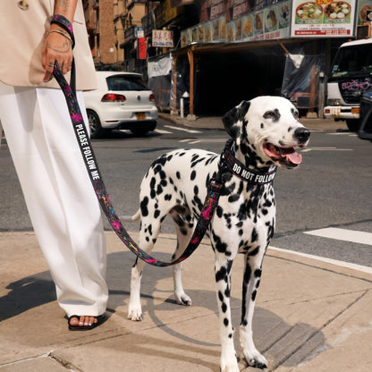 Dalmatian dog on a leash with a person, street scene in the background