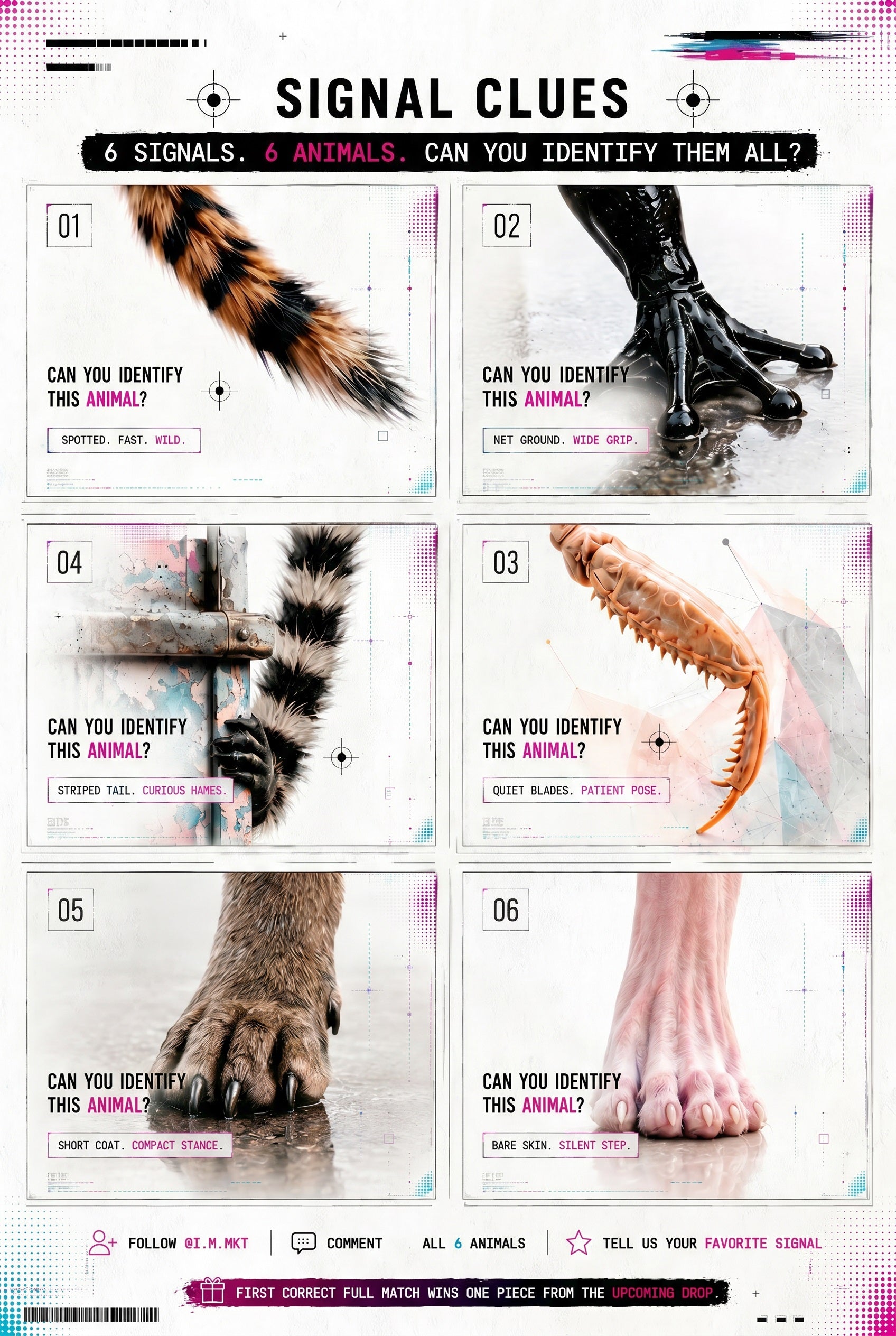 Animal Farm clue grid showing six numbered animal detail cards for the Signal Hunt guessing game.